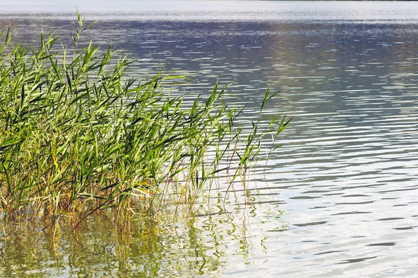 Reed stems on water — Stock Photo, Image