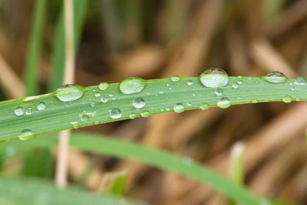 Gotas de lluvia en la hoja de hierba —  Fotos de Stock