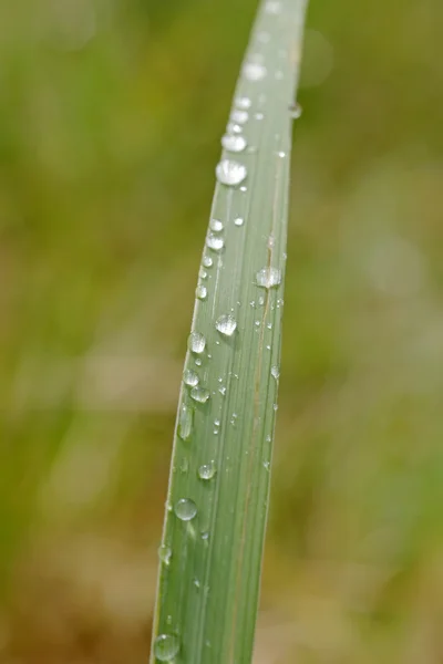 Eső dops fű penge — Stock Fotó