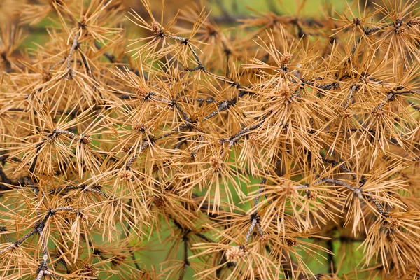 stock image Gold pine branch