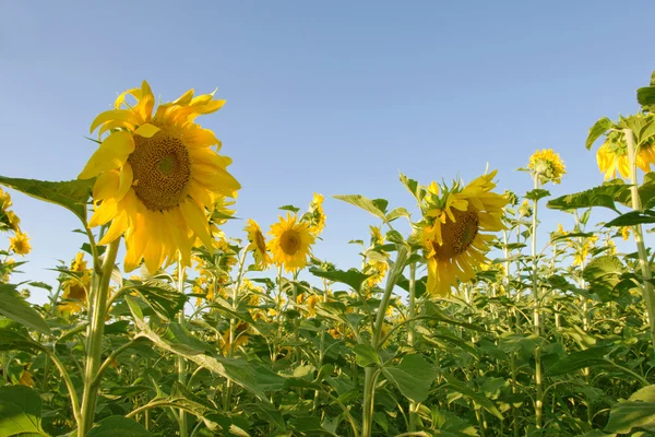 stock image Sunflower field