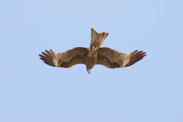 Орел в небі — стокове фото