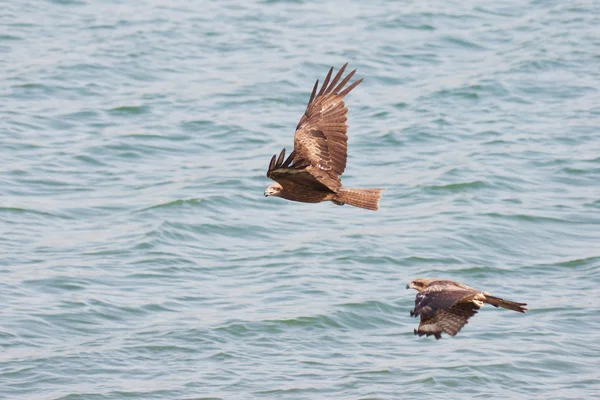 stock image Eagles over water