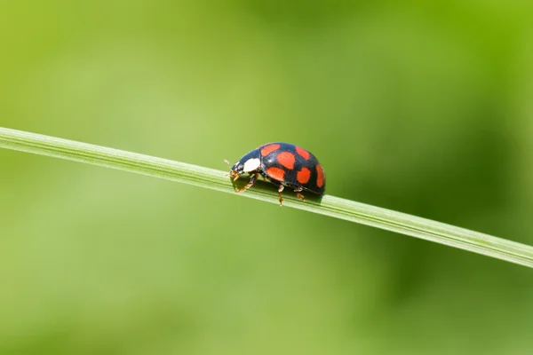 stock image Ladybug on grass stem