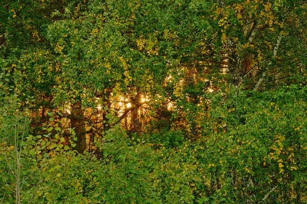 Raios de luz solar na floresta — Fotografia de Stock