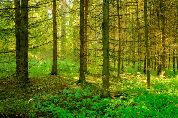 Promienie słoneczne w lesie — Zdjęcie stockowe