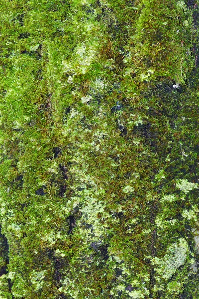 Kabuk üzerinde yosun — Stok fotoğraf