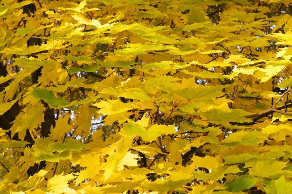 stock image Gold autumn