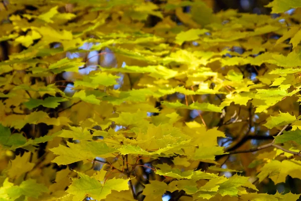 stock image Gold autumn