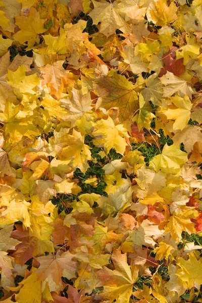 Πεσμένα φύλλα — Φωτογραφία Αρχείου