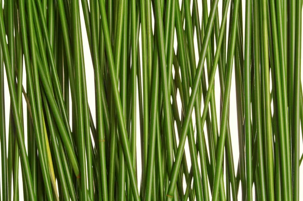 Зелена трава соломкою — стокове фото