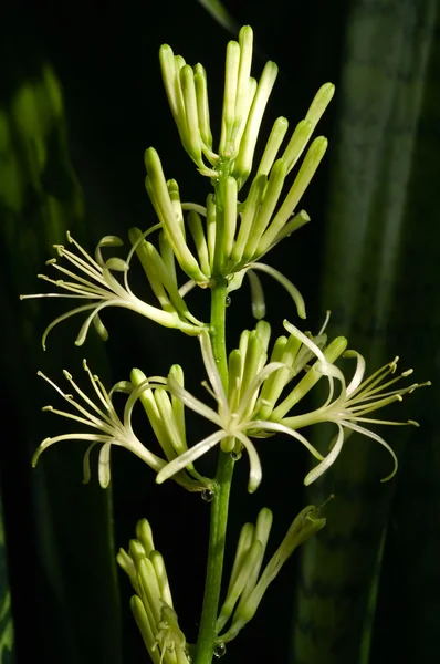 Stock image Sansevieria flower