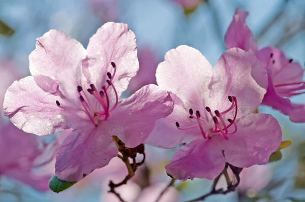 Ιαπωνία οξυάκανθα λουλούδια — Φωτογραφία Αρχείου
