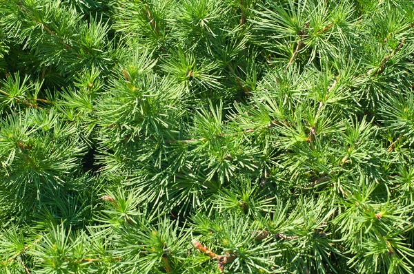 Pine spruiten achtergrond — Stockfoto