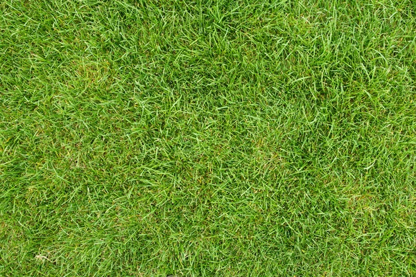 Campo di erba verde Fotografia Stock