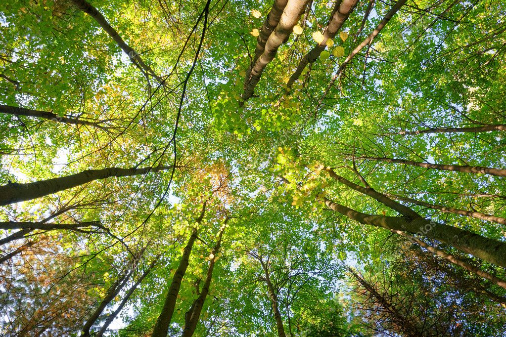 Trees crown — Stock Photo © psamtik #2815947