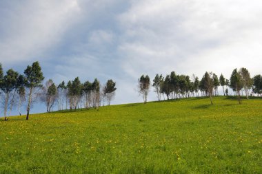 alandaki ağaçlar