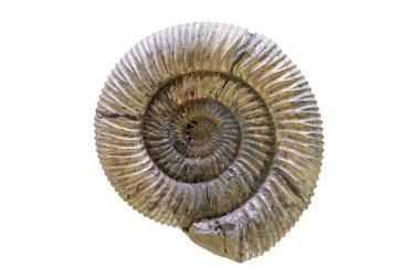 Reliquiae shells clipart