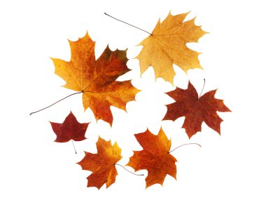 Maple leaf clipart