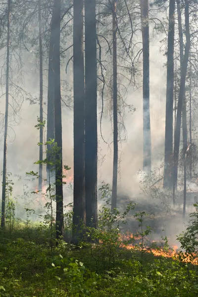 Вогонь у лісі — стокове фото