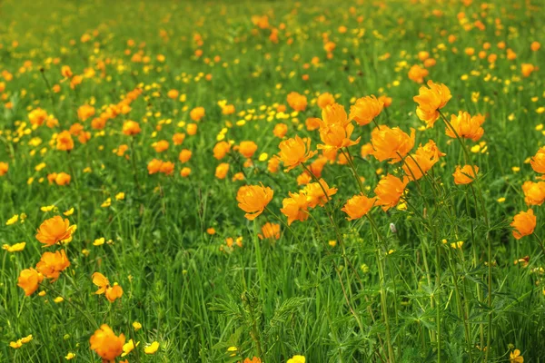 Globe-flowers field — Stock Photo, Image