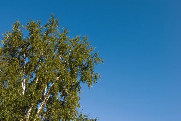 Corona de árbol en el cielo azul —  Fotos de Stock