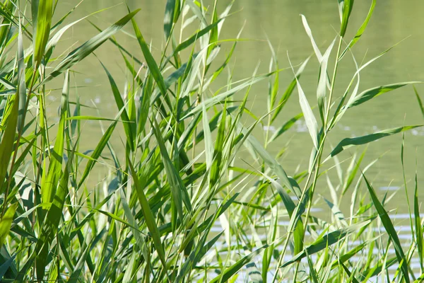 Reed stems — Stock Photo, Image