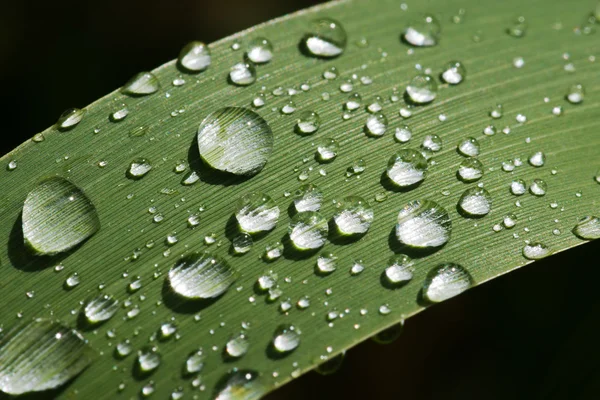 Rain dops su erba lama — Foto Stock