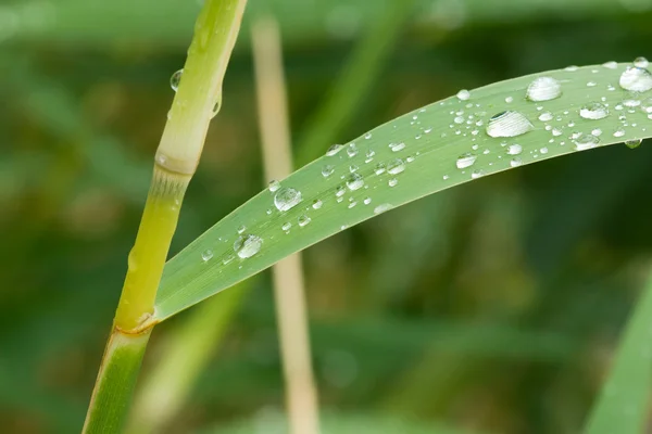 stock image Rain dops on grass blade