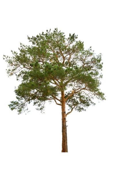 Árbol de pino — Foto de Stock