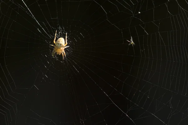 stock image Spider