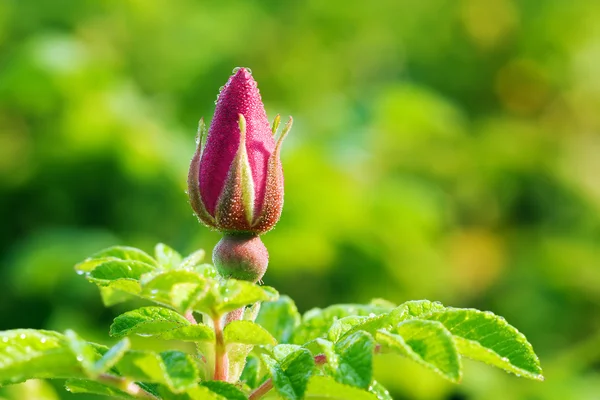 Wilde Rosenknospe mit Tau — Stockfoto