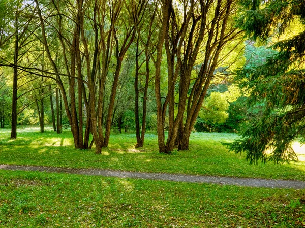 stock image Morning in forest