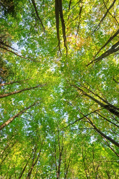 Koruny stromů — Stock fotografie