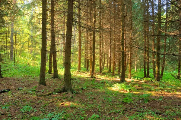 Sunlight rays in the forest — Stock Photo, Image