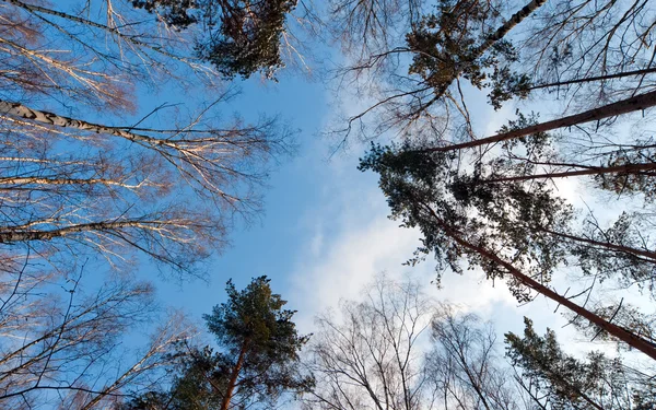 나무 크라운 — 스톡 사진
