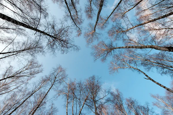 나무 크라운 — 스톡 사진