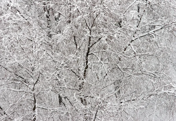 stock image Winter forest