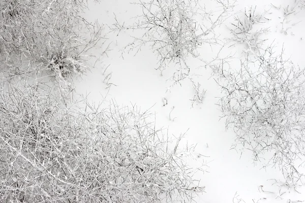 stock image Winter forest