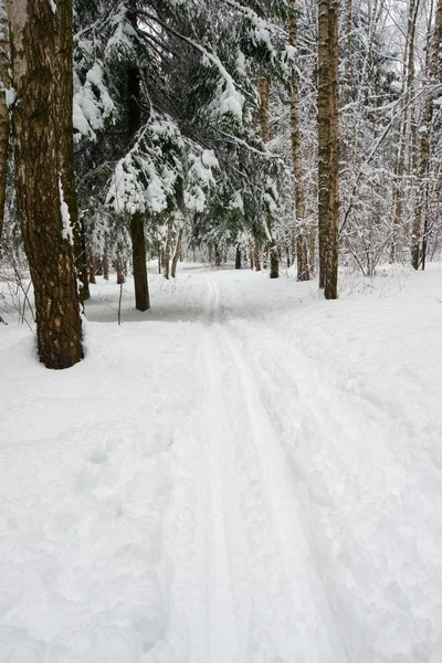 Ski-run in winter forest — Stock Photo, Image