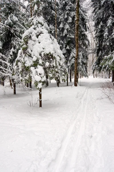 Ski-run in winter forest — Stock Photo, Image