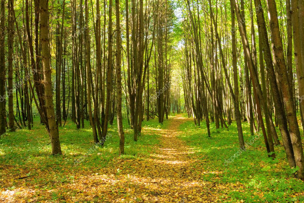 Chemin En Foret Image Libre De Droit Par Psamtik C