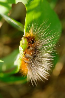 grub çim yeme