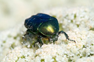 cetonia aurata böceği