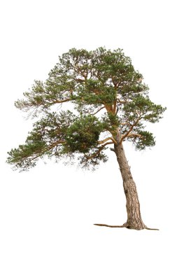 Pine tree clipart