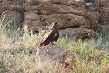 Gökyüzündeki kartal