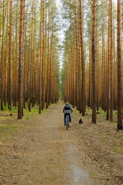 Mujer está en bicicleta en el bosque de pinos —  Fotos de Stock