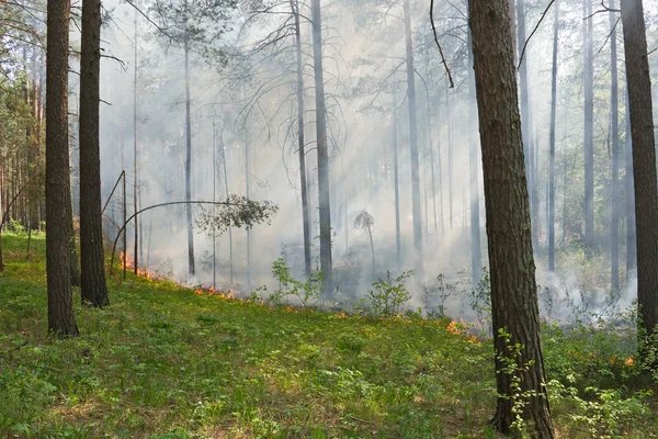 Brand in het bos — Stockfoto