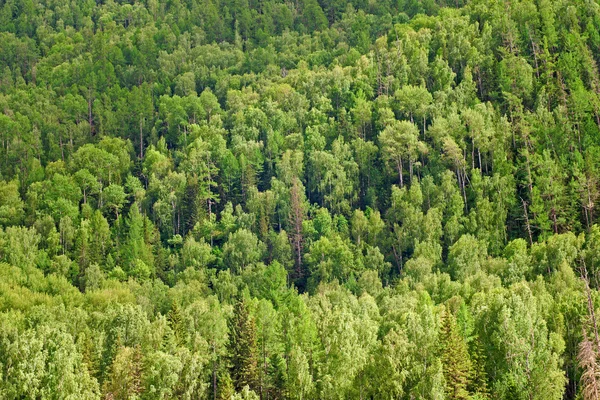 Fondo forestal — Foto de Stock