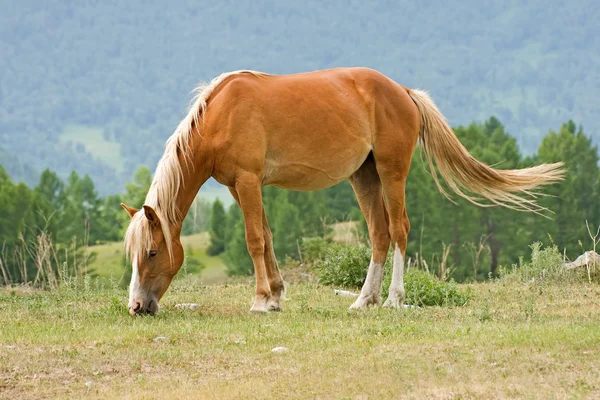 갈색 말 — 스톡 사진